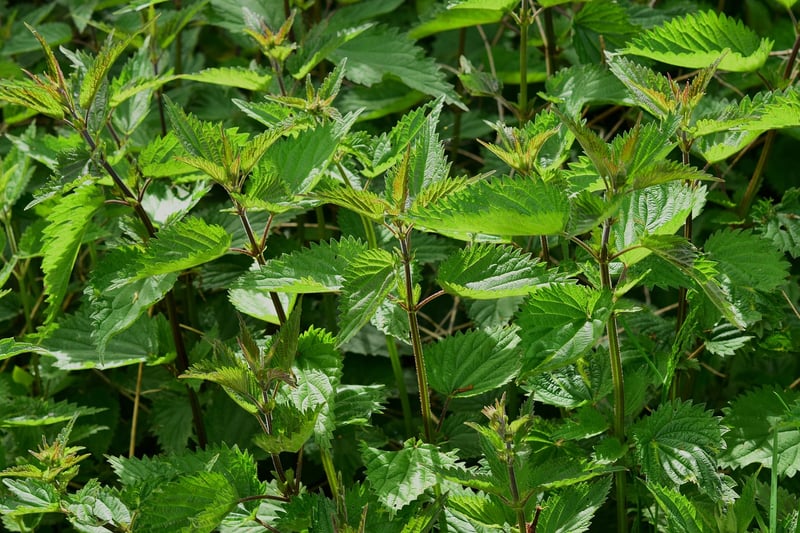 Vertical Herb Farming